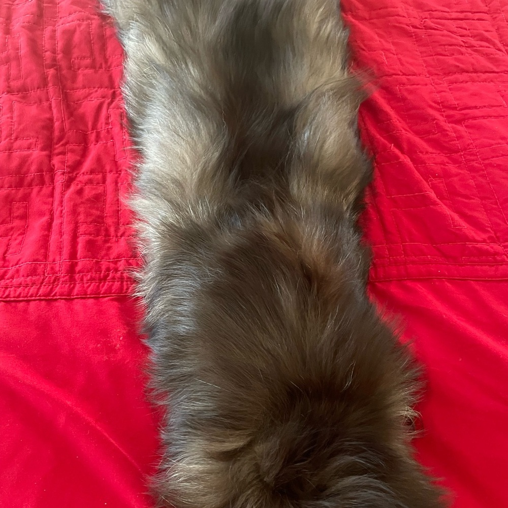 Silver Fox Fur